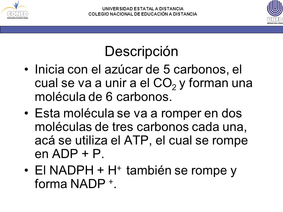 Descripción Inicia con el azúcar de 5 carbonos, el cual se va a unir a el CO2 y forman una molécula de 6 carbonos.
