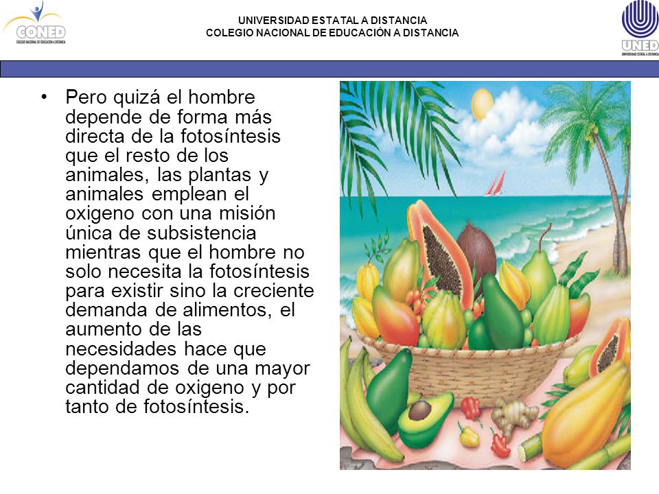 Pero quizá el hombre depende de forma más directa de la fotosíntesis que el resto de los animales, las plantas y animales emplean el oxigeno con una misión única de subsistencia mientras que el hombre no solo necesita la fotosíntesis para existir sino la creciente demanda de alimentos, el aumento de las necesidades hace que dependamos de una mayor cantidad de oxigeno y por tanto de fotosíntesis.