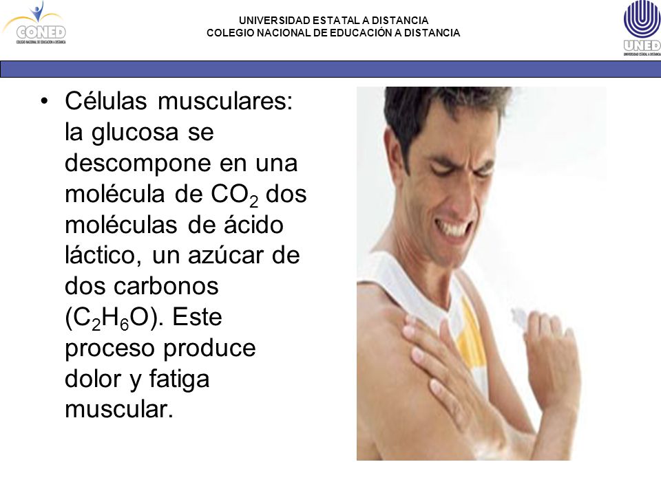 Células musculares: la glucosa se descompone en una molécula de CO2 dos moléculas de ácido láctico, un azúcar de dos carbonos (C2H6O).