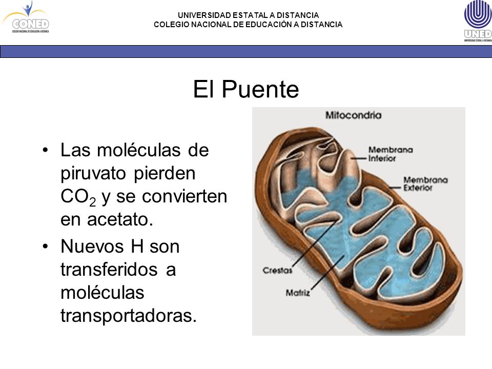 El Puente Las moléculas de piruvato pierden CO2 y se convierten en acetato.