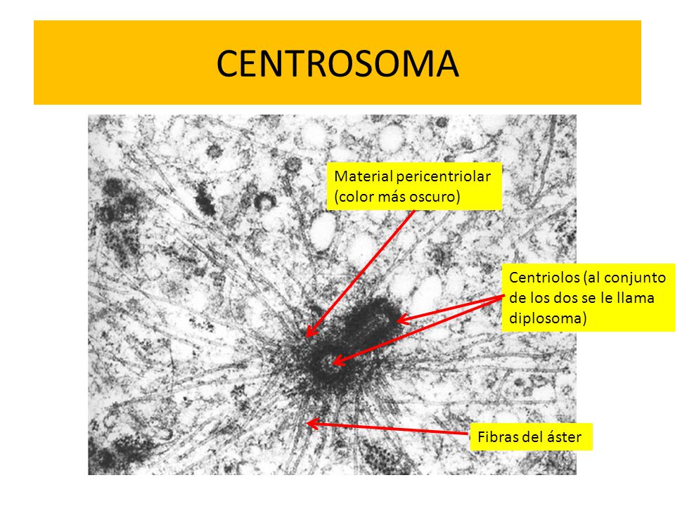 CENTROSOMA Material pericentriolar (color más oscuro)