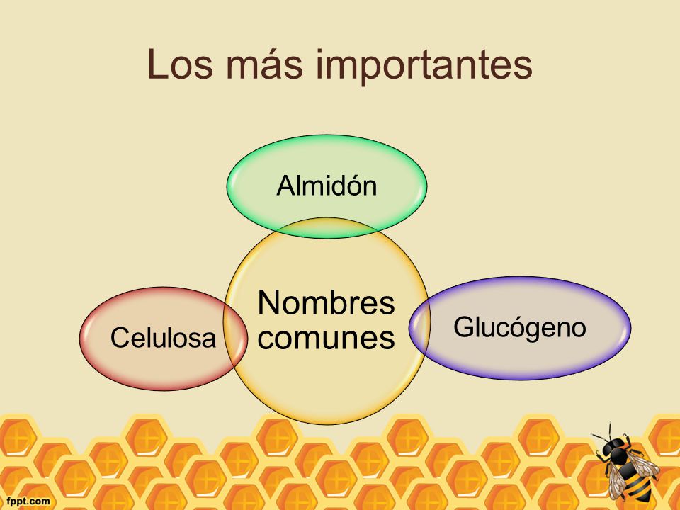 Los más importantes Nombres comunes Almidón Glucógeno Celulosa