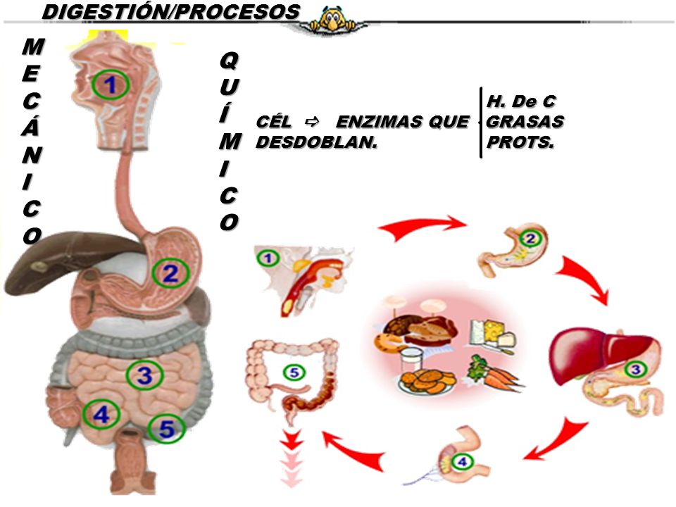 MECÁNICO QUÍMICO DIGESTIÓN/PROCESOS H. De C CÉL a ENZIMAS QUE GRASAS