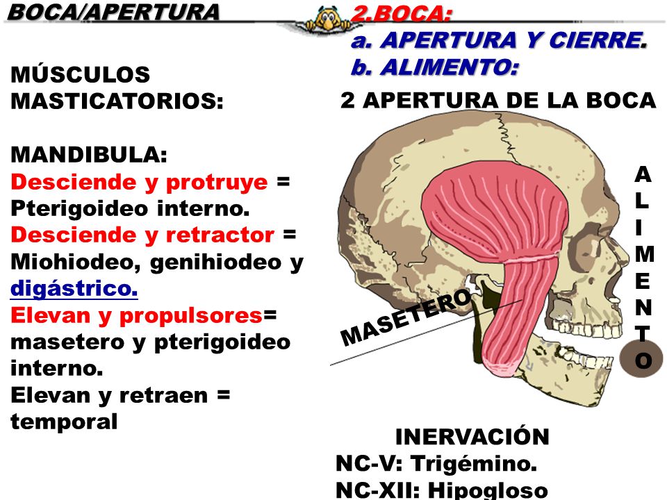 BOCA/APERTURA 2.BOCA: a. APERTURA Y CIERRE. b. ALIMENTO: MÚSCULOS MASTICATORIOS: MANDIBULA: Desciende y protruye = Pterigoideo interno.