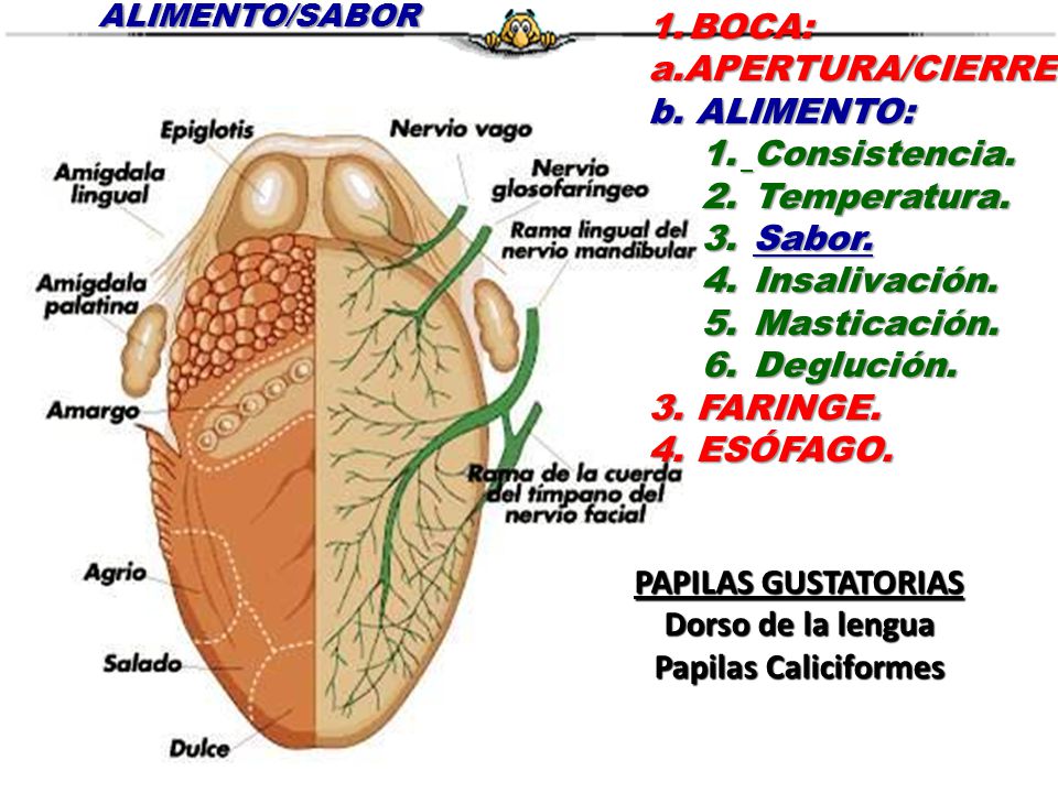 PAPILAS GUSTATORIAS Dorso de la lengua Papilas Caliciformes