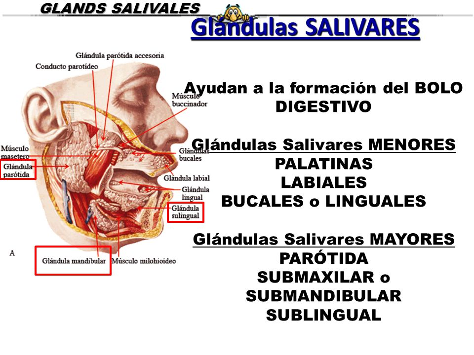Glándulas SALIVARES Ayudan a la formación del BOLO DIGESTIVO