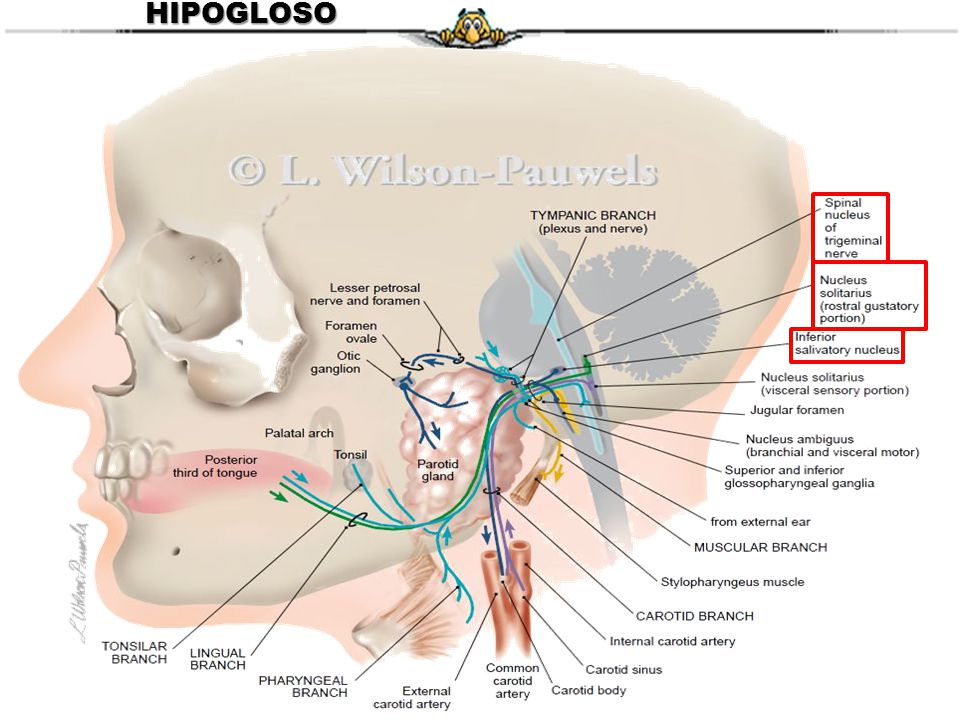 HIPOGLOSO El nervio glosofaríngeo es un nervio mixto que contiene fibras motoras, sensitivas y vegetativas.