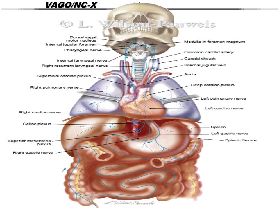 VAGO/NC-X Acción: es un nervio sensitivo y motor, es tambien un nervio de la vida y la relación.