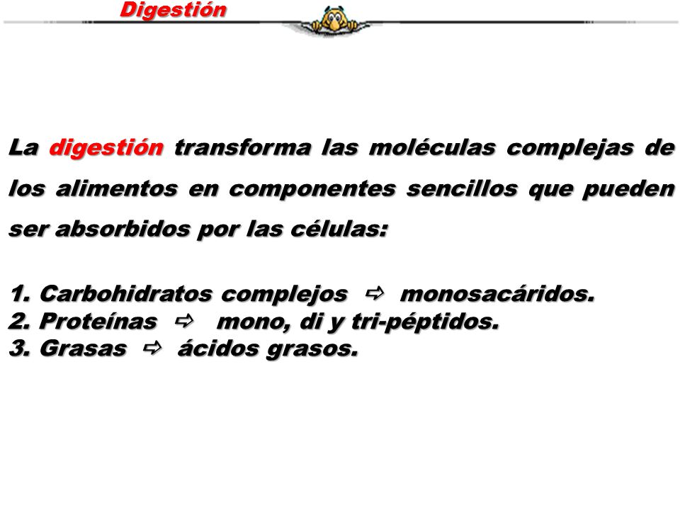 Digestión La digestión transforma las moléculas complejas de los alimentos en componentes sencillos que pueden ser absorbidos por las células: