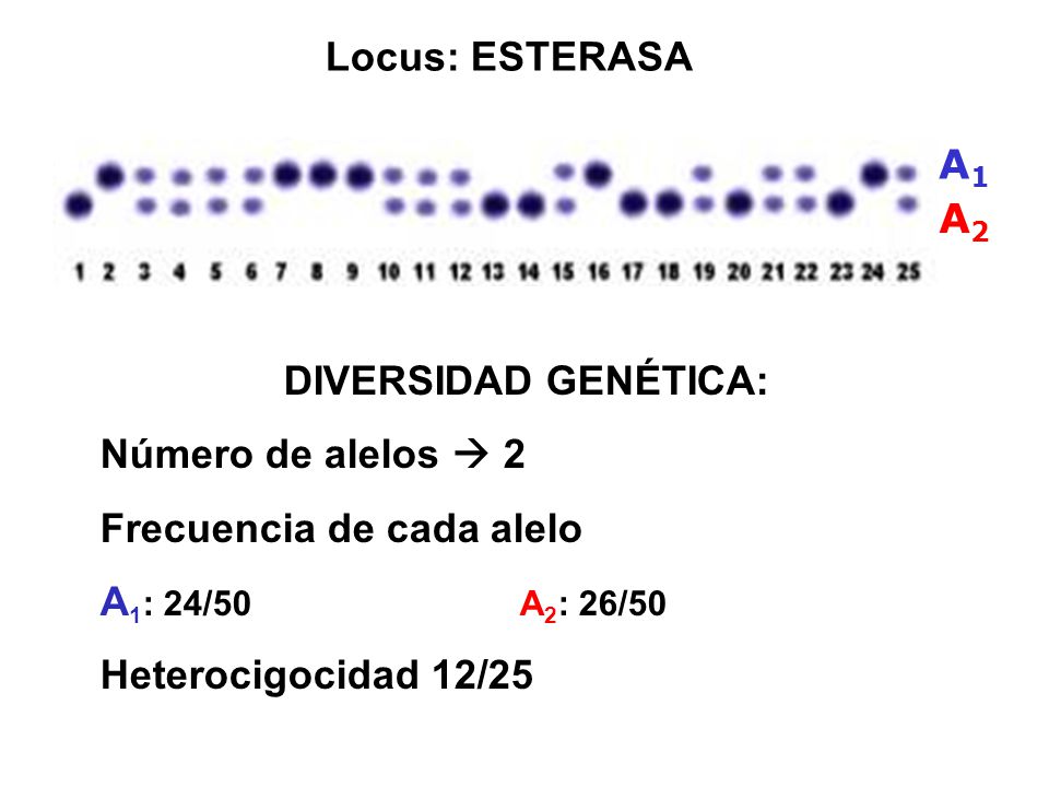 Locus: ESTERASA A1. A2. DIVERSIDAD GENÉTICA: Número de alelos  2. Frecuencia de cada alelo. A1: 24/50 A2: 26/50.