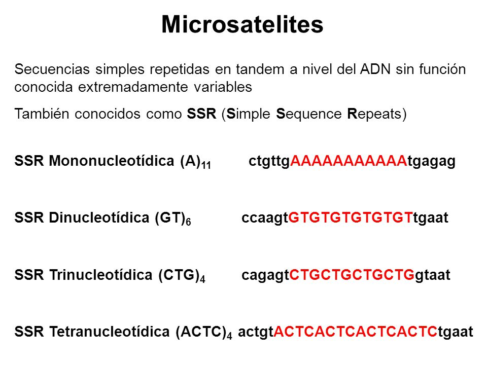 Microsatelites Secuencias simples repetidas en tandem a nivel del ADN sin función conocida extremadamente variables.