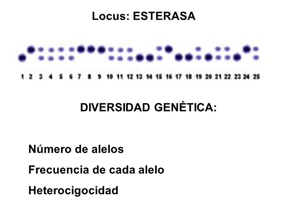 Locus: ESTERASA DIVERSIDAD GENÉTICA: Número de alelos Frecuencia de cada alelo Heterocigocidad