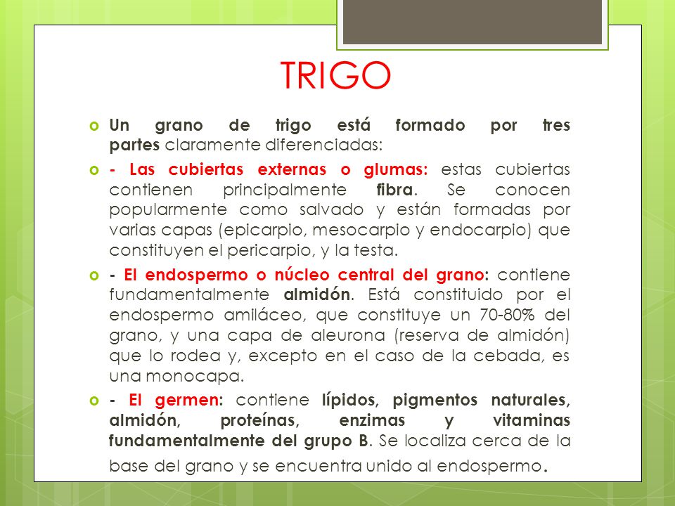 TRIGO Un grano de trigo está formado por tres partes claramente diferenciadas: