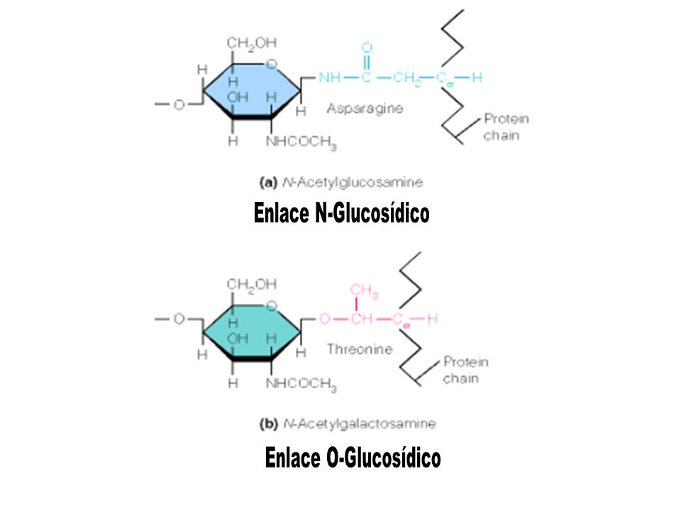 Enlace N-Glucosídico Enlace O-Glucosídico