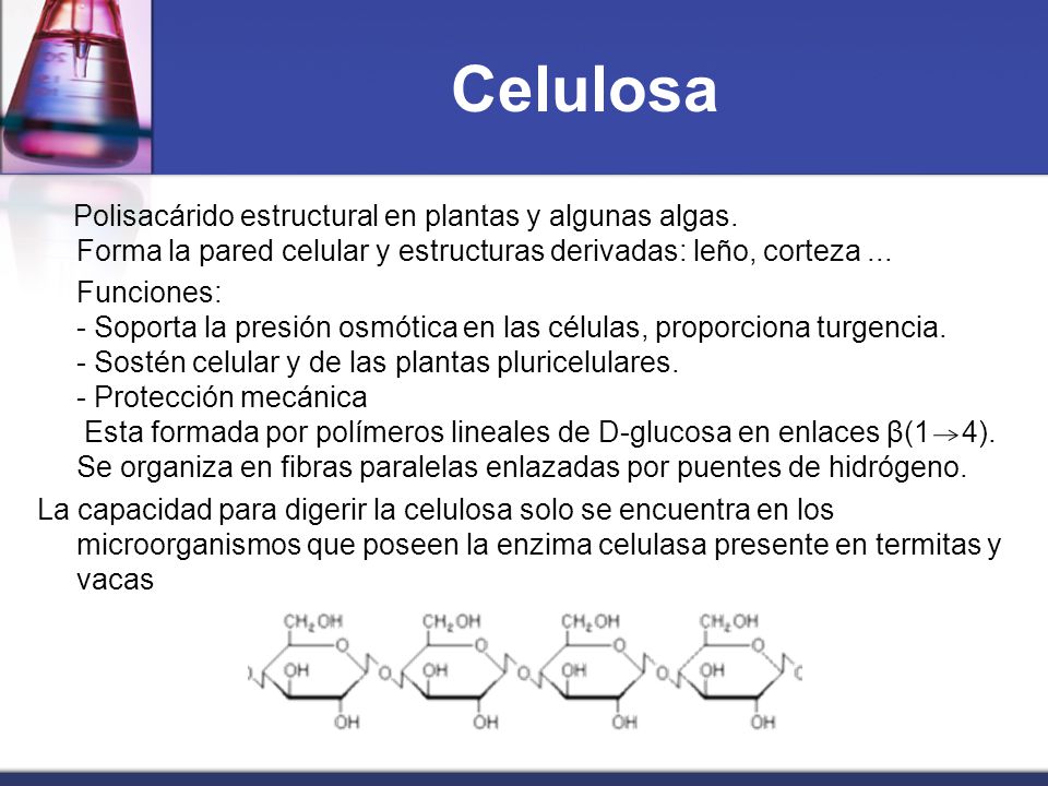 Celulosa Polisacárido estructural en plantas y algunas algas. Forma la pared celular y estructuras derivadas: leño, corteza ...
