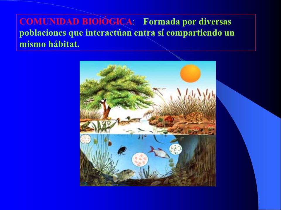 COMUNIDAD BIOlÓGICA: Formada por diversas poblaciones que interactúan entra sí compartiendo un mismo hábitat.