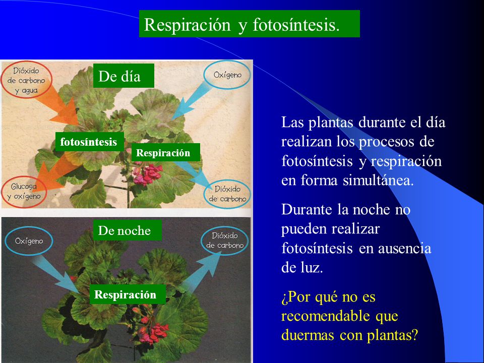 Respiración y fotosíntesis.