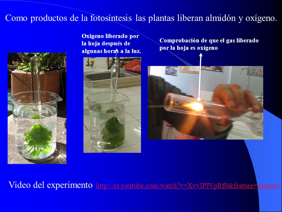Como productos de la fotosíntesis las plantas liberan almidón y oxígeno.
