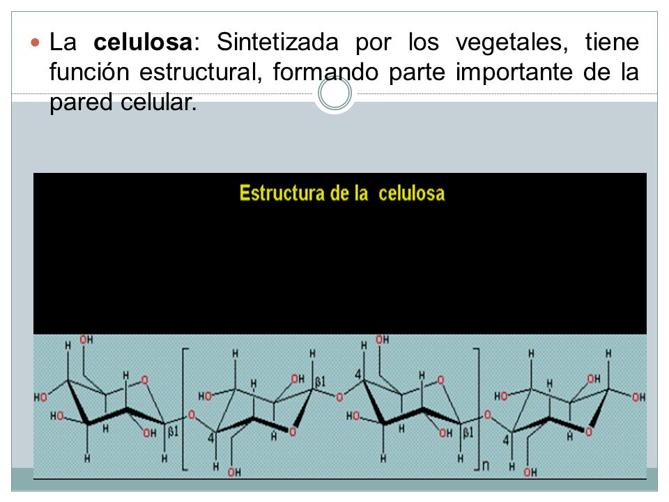 La celulosa: Sintetizada por los vegetales, tiene función estructural, formando parte importante de la pared celular.
