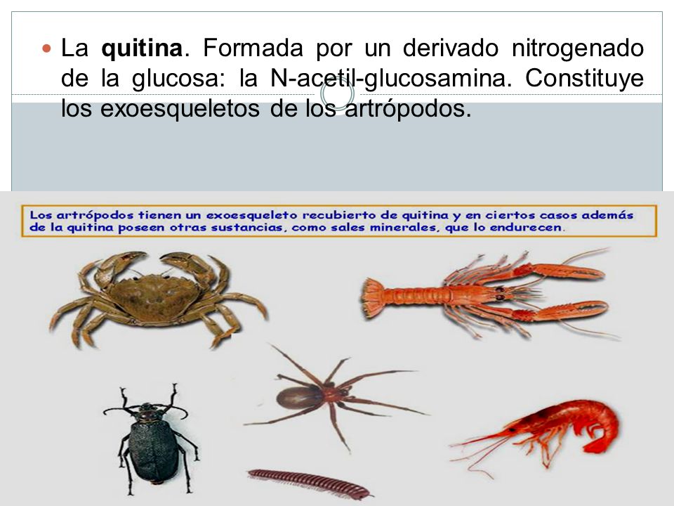 La quitina. Formada por un derivado nitrogenado de la glucosa: la N-acetil-glucosamina. Constituye los exoesqueletos de los artrópodos.