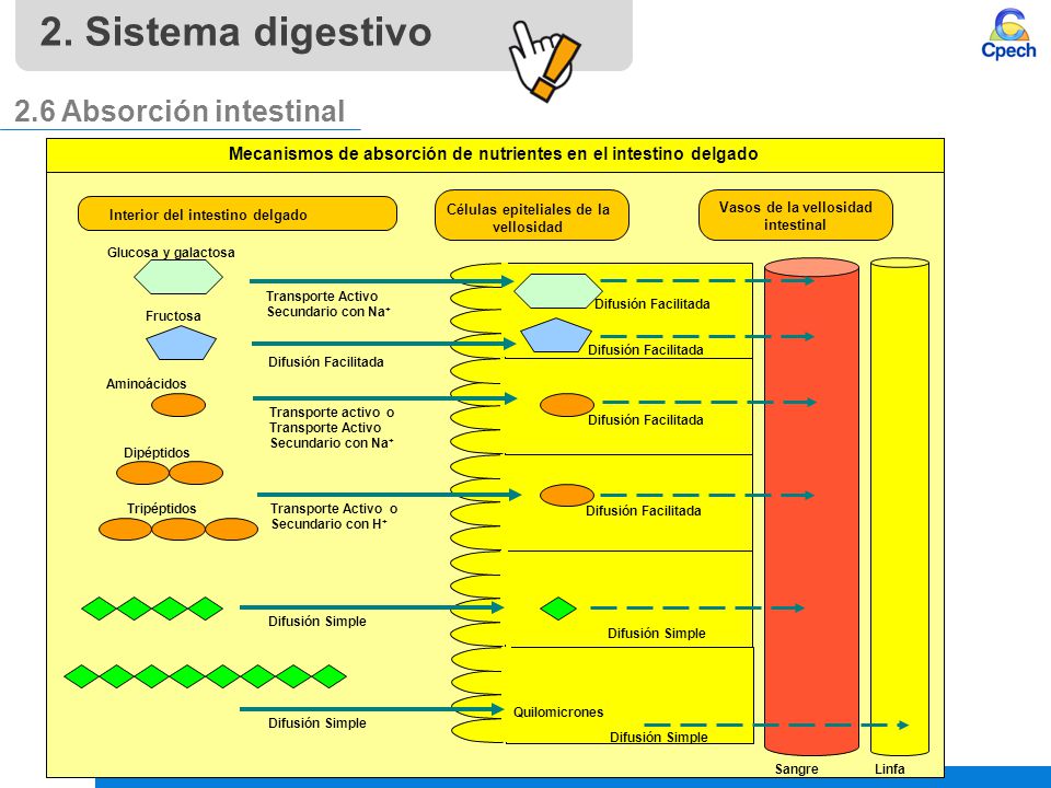 2. Sistema digestivo 2.6 Absorción intestinal