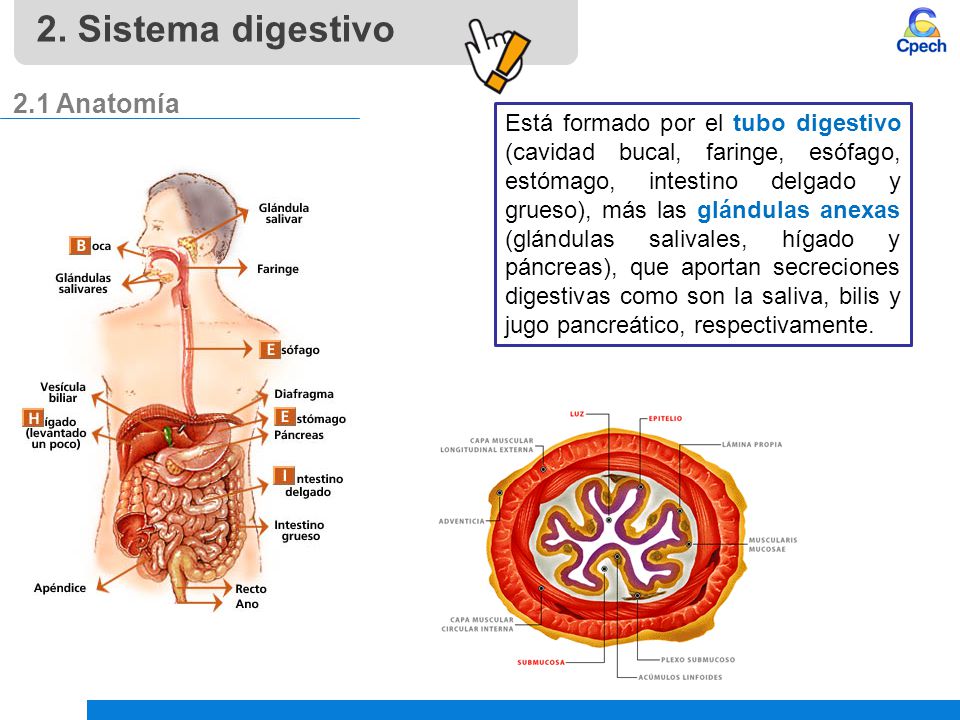 2. Sistema digestivo 2.1 Anatomía