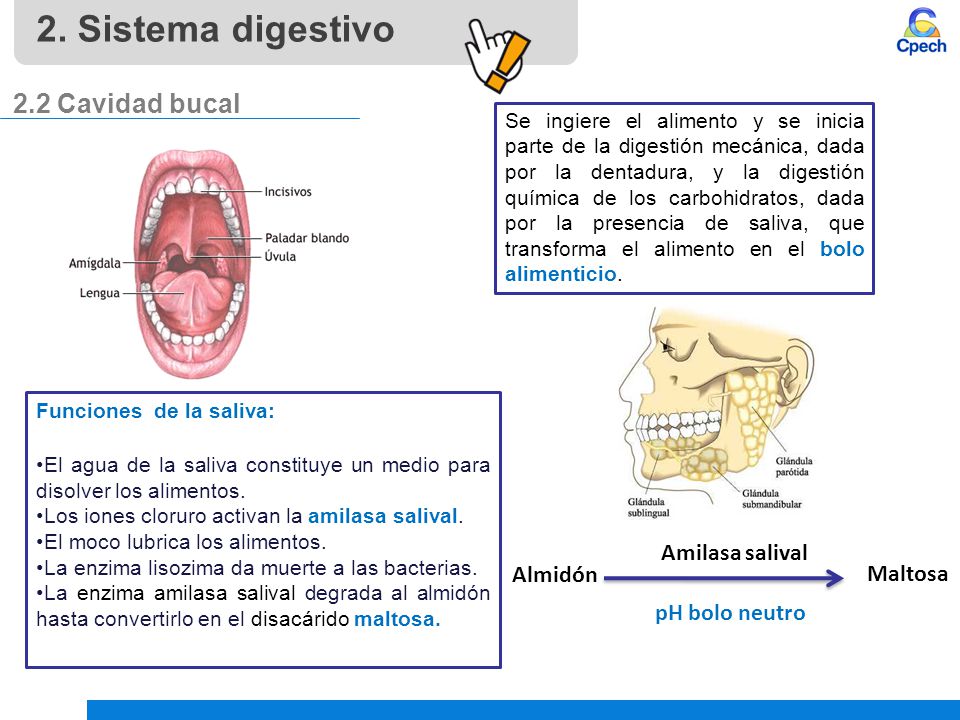 2. Sistema digestivo 2.2 Cavidad bucal Amilasa salival Almidón Maltosa