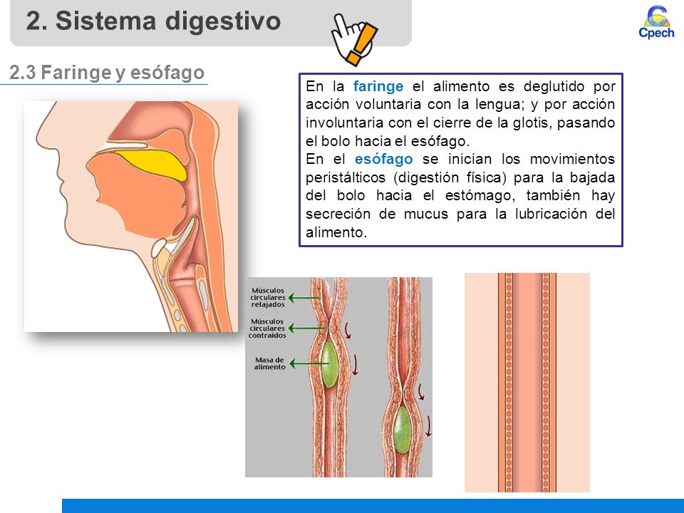 2. Sistema digestivo 2.3 Faringe y esófago