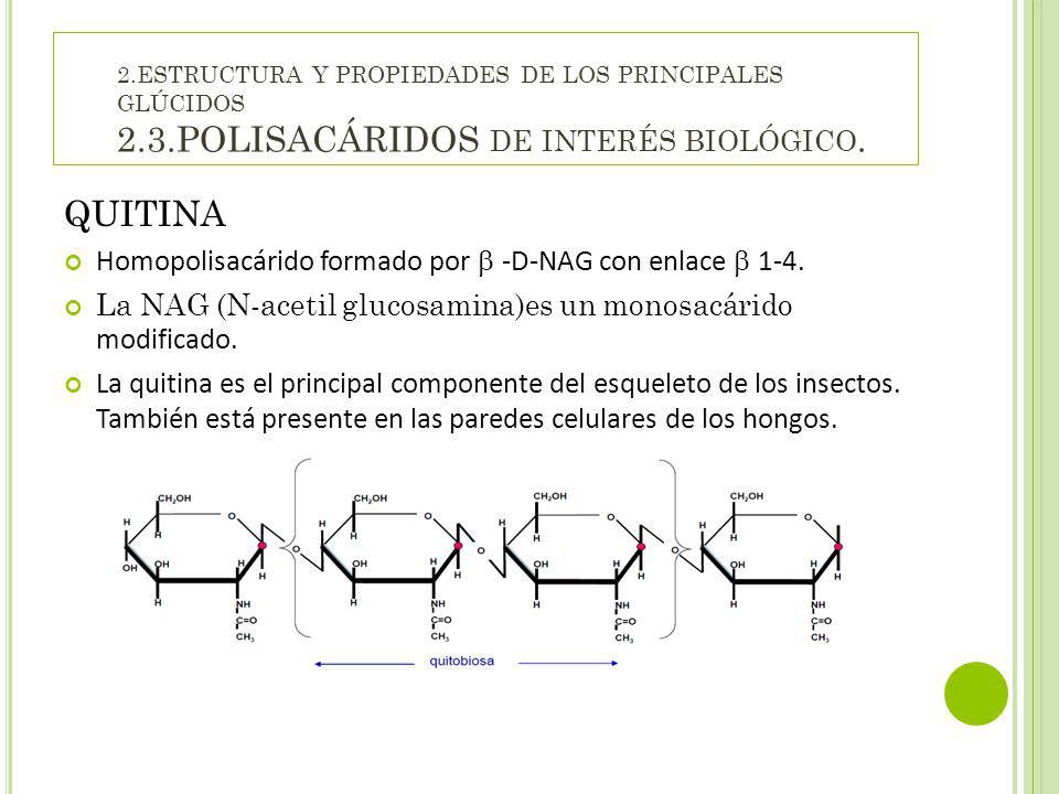 QUITINA Homopolisacárido formado por  -D-NAG con enlace  1-4.