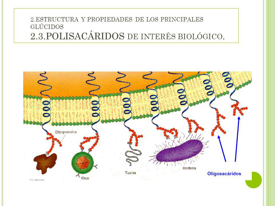 2. ESTRUCTURA Y PROPIEDADES DE LOS PRINCIPALES GLÚCIDOS 2. 3