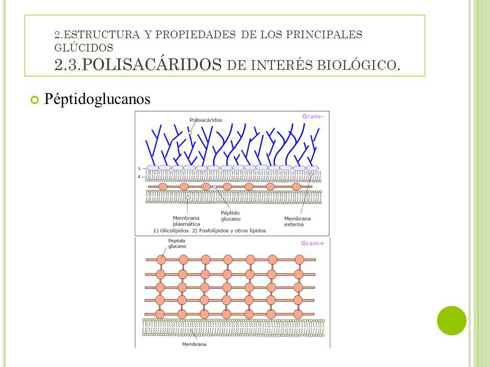 2. ESTRUCTURA Y PROPIEDADES DE LOS PRINCIPALES GLÚCIDOS 2. 3