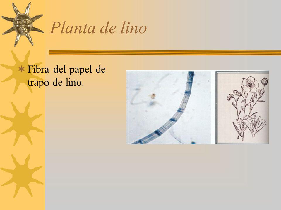 Planta de lino Fibra del papel de trapo de lino.