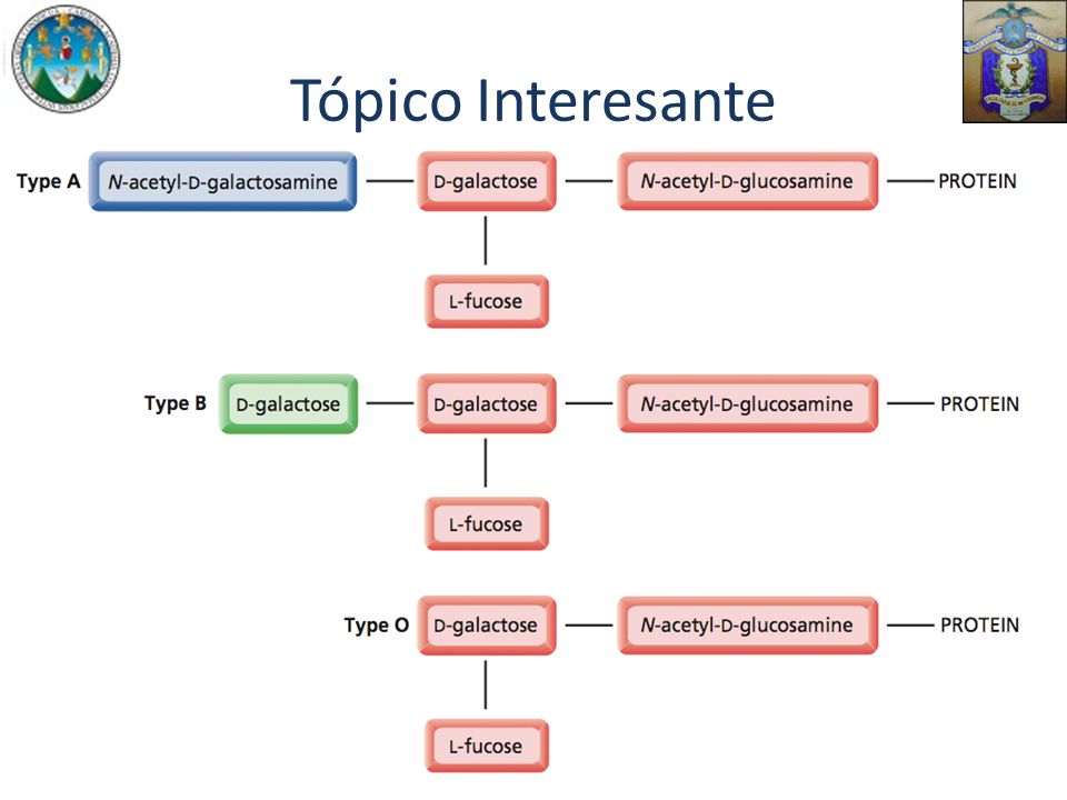 Tópico Interesante Los carbohidratos son importantes en el reconocimiento celular:
