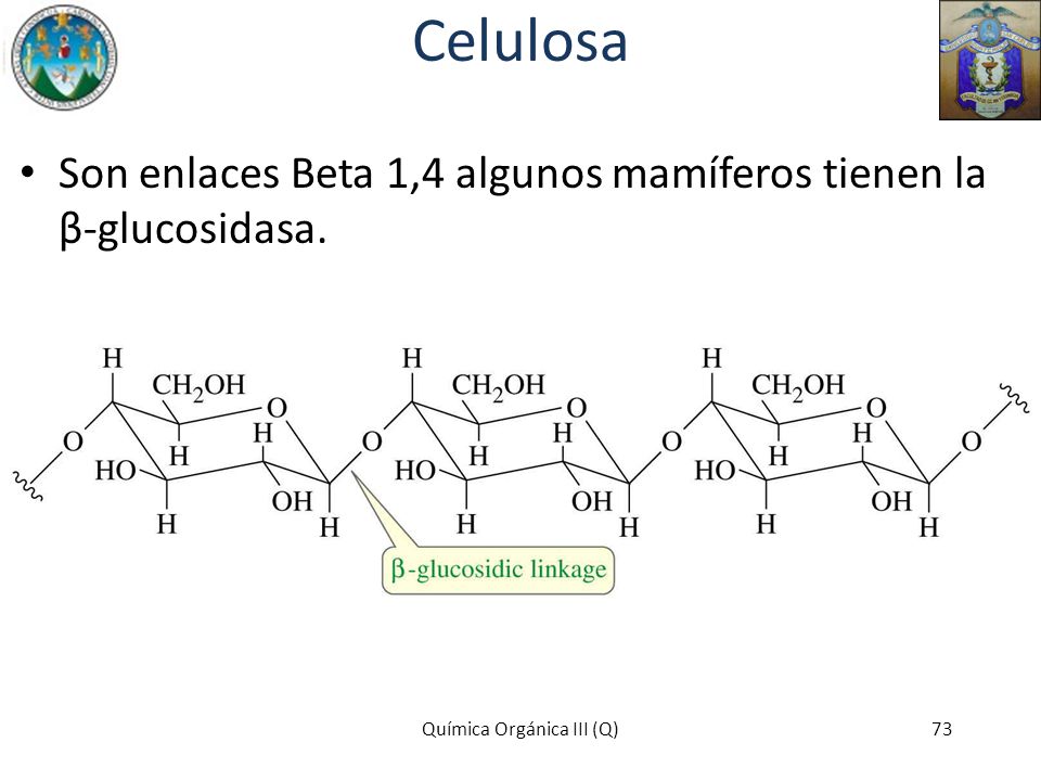 Celulosa Son enlaces Beta 1,4 algunos mamíferos tienen la β-glucosidasa.