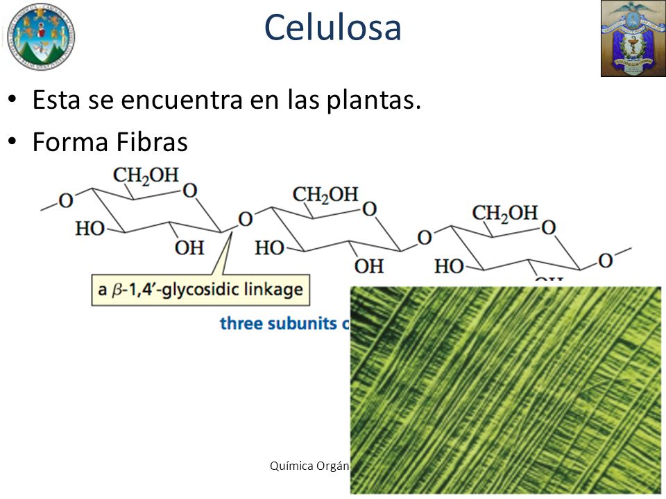 Celulosa Esta se encuentra en las plantas. Forma Fibras