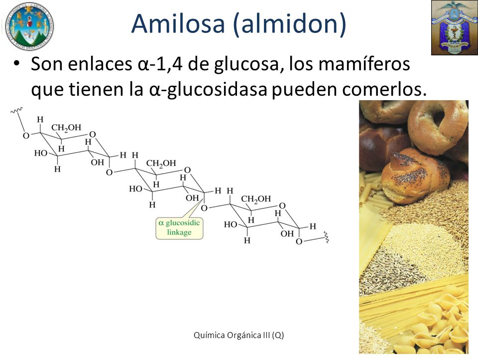 Amilosa (almidon) Son enlaces α-1,4 de glucosa, los mamíferos que tienen la α-glucosidasa pueden comerlos.