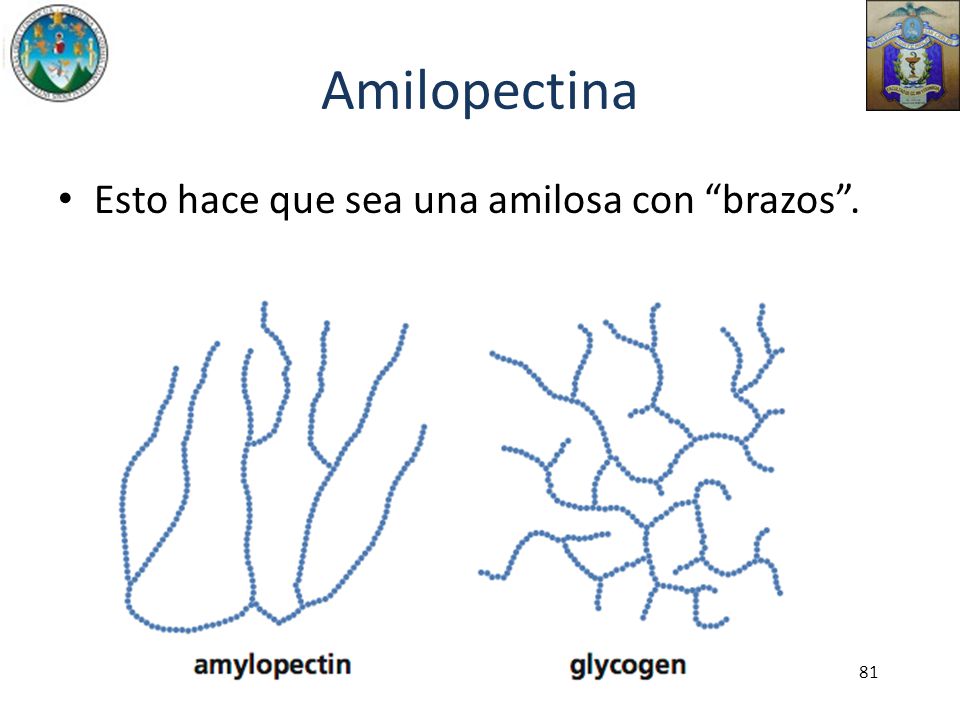 Amilopectina Esto hace que sea una amilosa con brazos .
