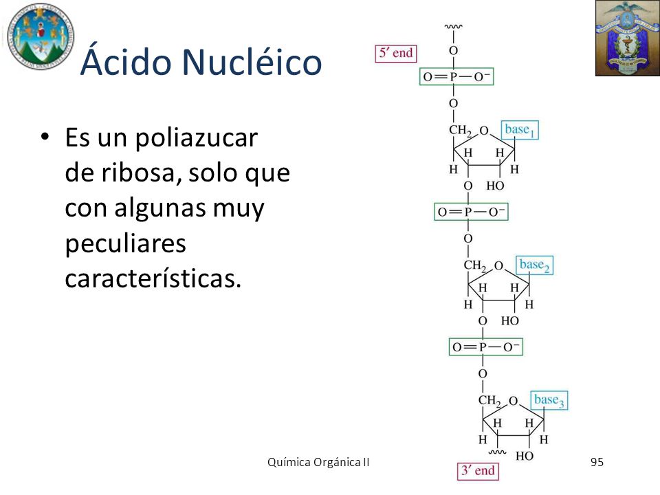 Ácido Nucléico Es un poliazucar de ribosa, solo que con algunas muy peculiares características.