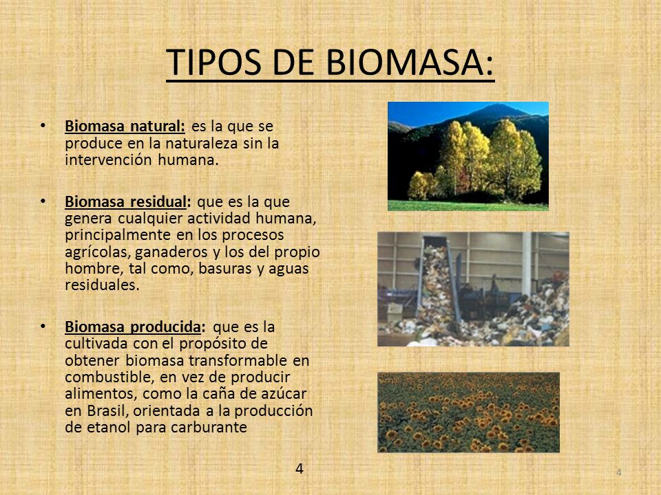 TIPOS DE BIOMASA: Biomasa natural: es la que se produce en la naturaleza sin la intervención humana.