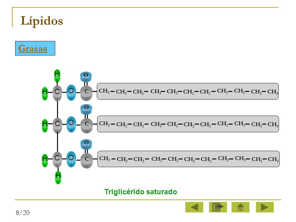 Lípidos Grasas C O H Triglicérido saturado 8/20 O C CH2 CH3 CH2 CH3 O