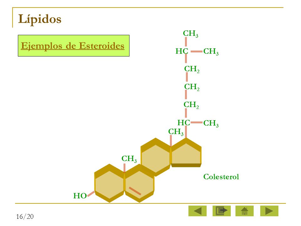 Lípidos HC CH3 CH2 Ejemplos de Esteroides Colesterol HO 16/20