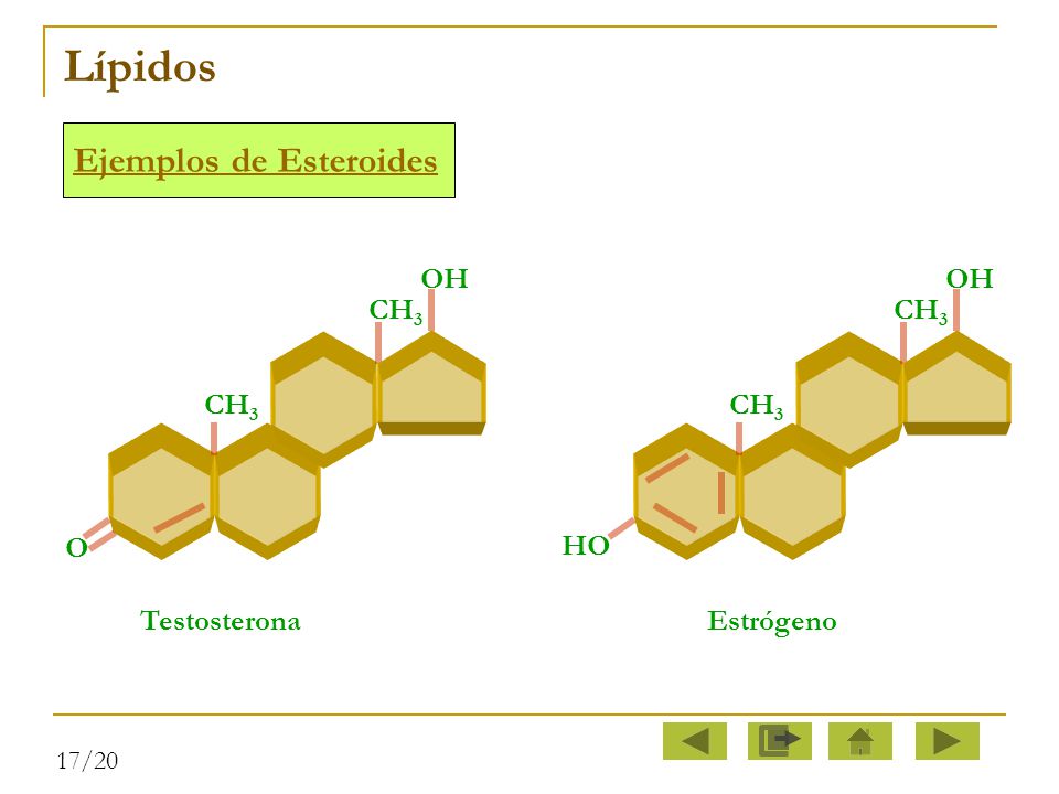 Lípidos Ejemplos de Esteroides OH OH CH3 CH3 CH3 CH3 O HO Testosterona