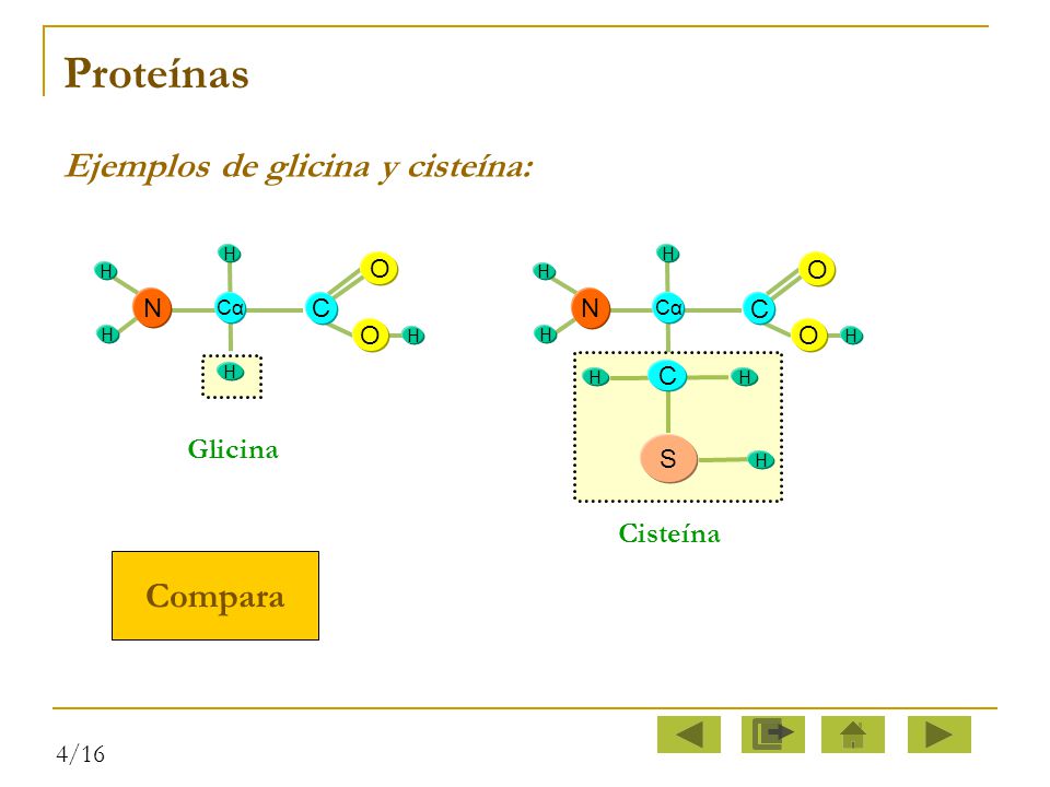Proteínas Ejemplos de glicina y cisteína: Compara Glicina Cisteína O C