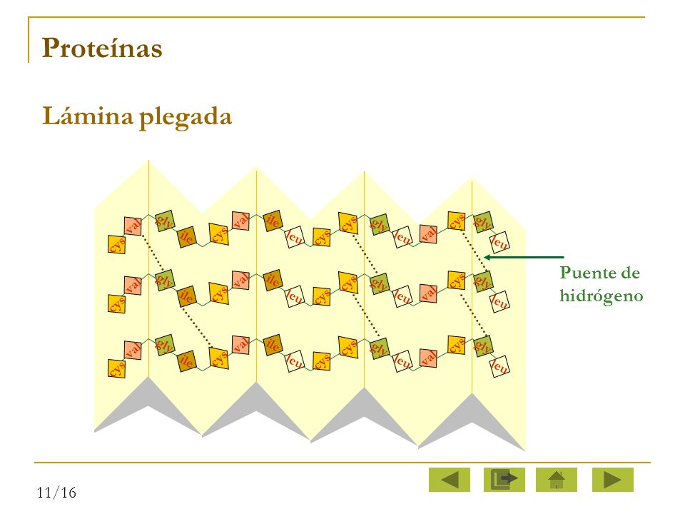 Proteínas Lámina plegada cys val leu gly ile Puente de hidrógeno 11/16