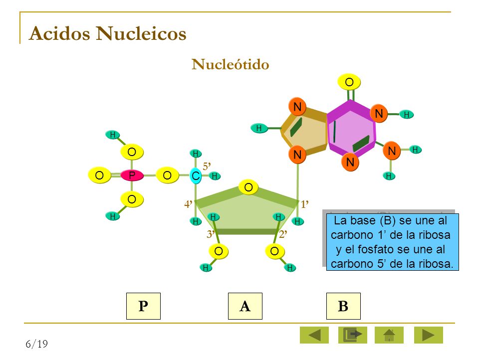 Acidos Nucleicos Nucleótido P A B N O O O C 1’ 5’ 4’ 3’ 2’