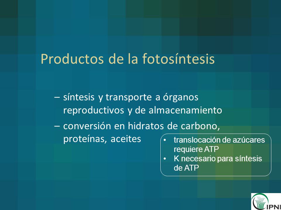 Productos de la fotosíntesis