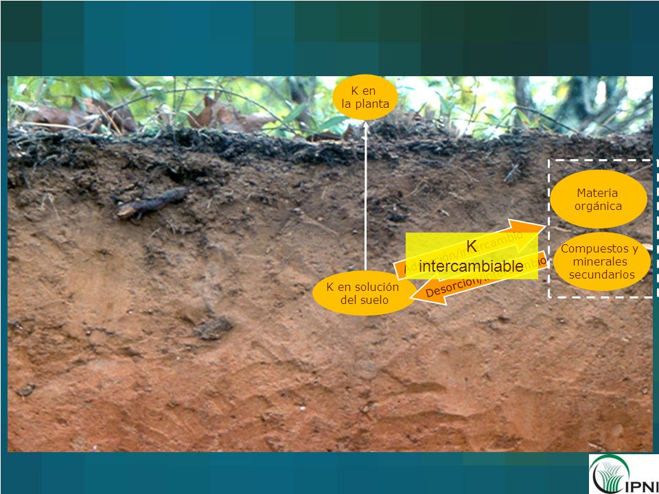 K intercambiable K en la planta Materia orgánica Adsorción/intercambio