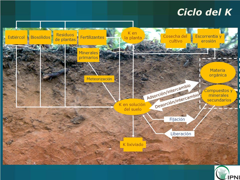 Ciclo del K K en la planta Estiércol Biosólidos Residuos de plantas