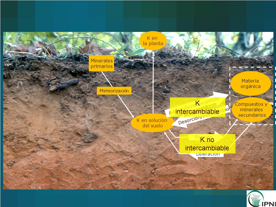 K intercambiable K no intercambiable K en la planta Minerales