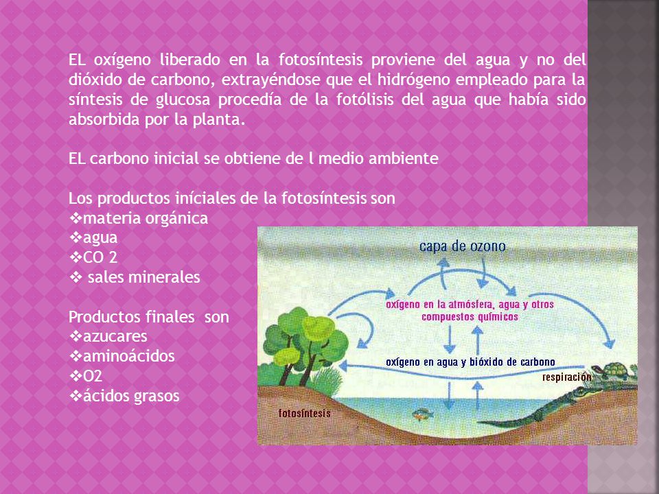 EL oxígeno liberado en la fotosíntesis proviene del agua y no del dióxido de carbono, extrayéndose que el hidrógeno empleado para la síntesis de glucosa procedía de la fotólisis del agua que había sido absorbida por la planta.